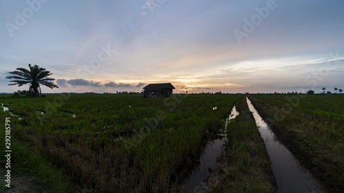 Amazing sunset time lapse scene at paddy field. abandoned house, palm tree, wide view of industrial farm, rural countryside scenery. 