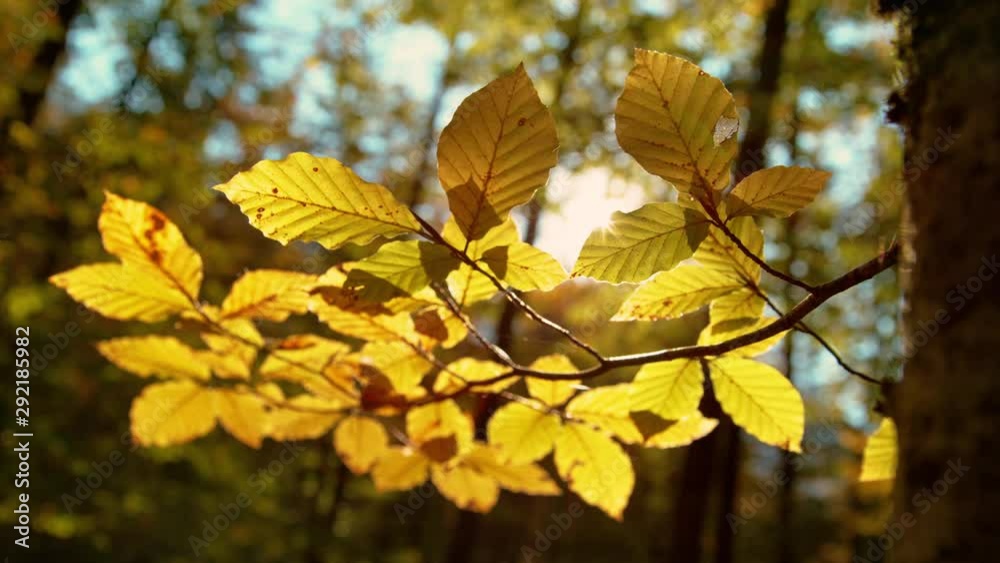 CLOSE UP, SUN FLARE, DOF: Golden spring sun rays illuminate the idyllic deciduous forest. Detailed shot of tree leaves changing color in autumn. Warm spring sun peers through the green treetops. CLOSE UP, SUN FLARE, DOF: Golden spring sun rays illuminate the idyllic deciduous forest. Detailed shot of tree leaves changing color in autumn. Warm spring sun peers through the green treetops.