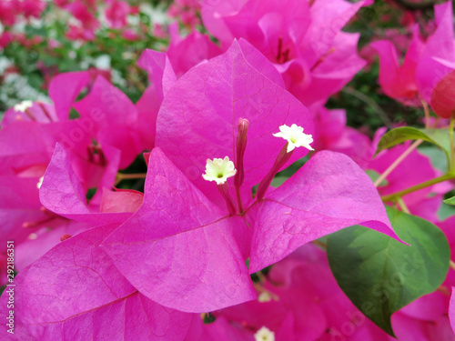 Pink flower name bougainvillea 