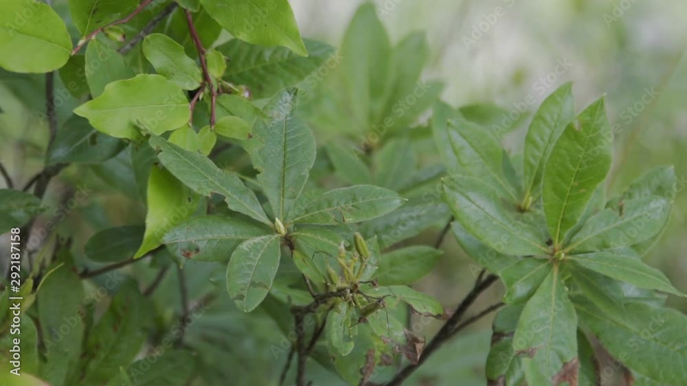 Green leaves on a tree branch swaying from the wind in a forest on the edge of a cliff in summer. Green leaves on a tree branch swaying from the wind in a forest on the edge of a cliff in summer.
