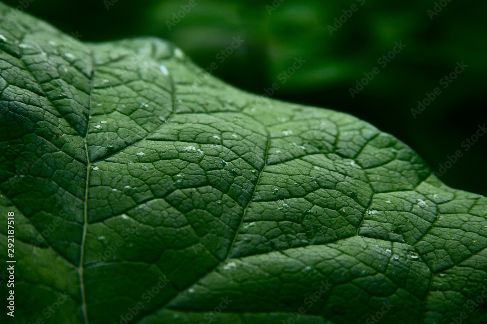 Closeup of a big green leaf with summer rain drops Closeup of a big green leaf with summer rain drops