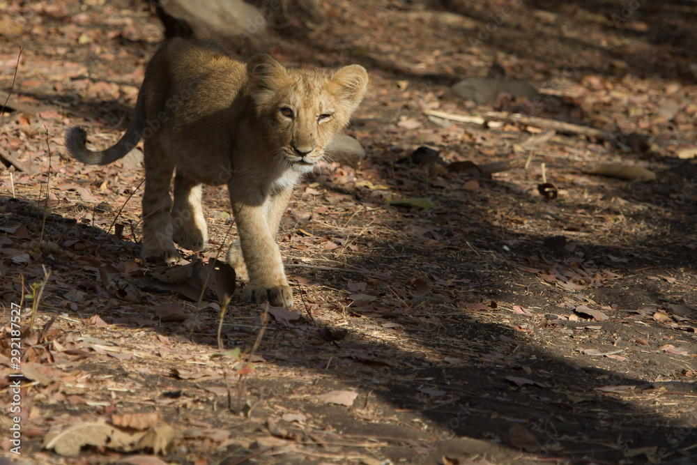 Fototapeta premium Asiatic Lion Cub in India