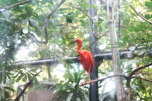 Scarlet ibis or "Eudocimus ruber" perch on tree branch © SweetLemons