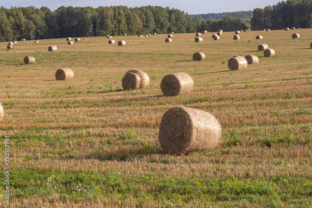 hay collection. they are lying on the field. scenery.