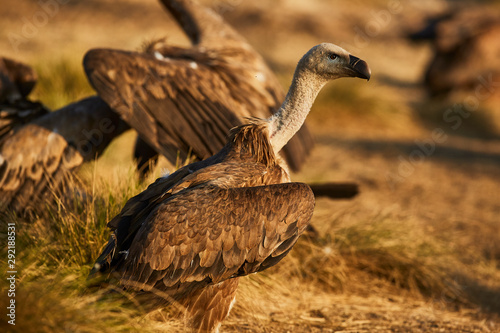 Canvas-taulu Vulture in nature