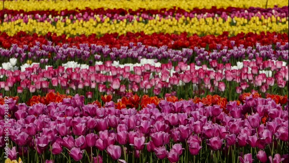Tulip flowers. Panoramic view on field of mixed red, orange, yellow and pink blooming blossoms. Royalty free stock footage for your travel, holiday, business, news, art projects. Tulip flowers. Panoramic view on field of mixed red, orange, yellow and pink blooming blossoms. Royalty free stock footage for your travel, holiday, business, news, art projects.