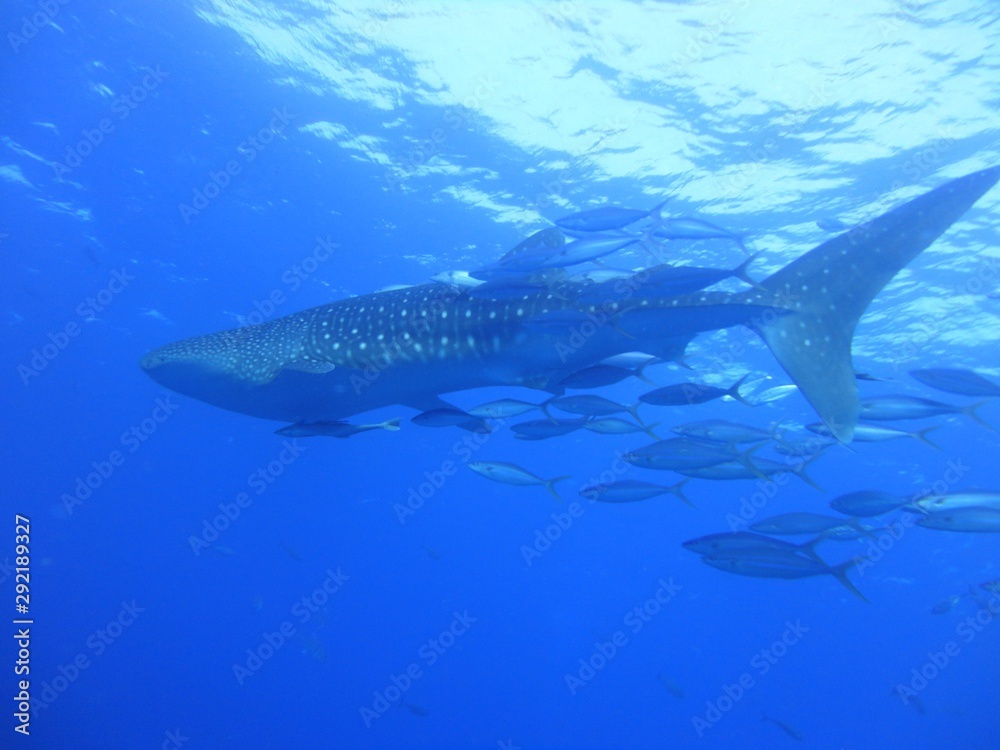 great white shark under sea great white shark under sea
