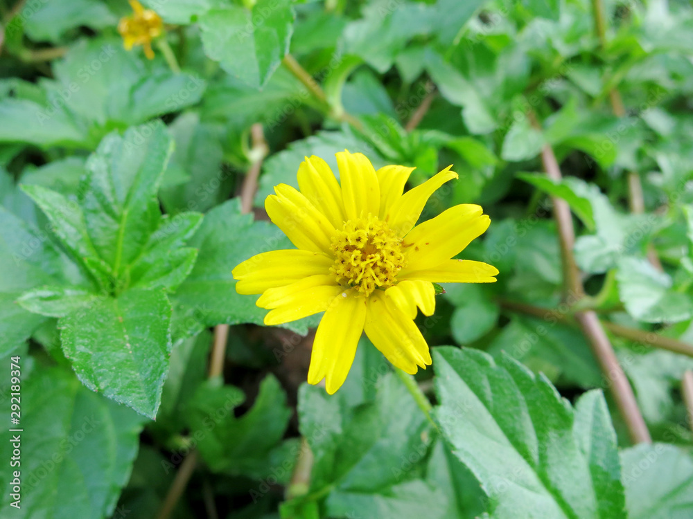 yellow flower in the garden yellow flower in the garden