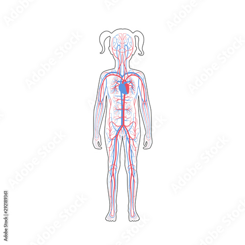 circulatory system anatomy