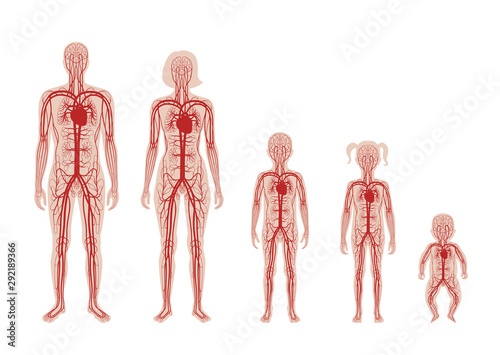 circulatory system anatomy