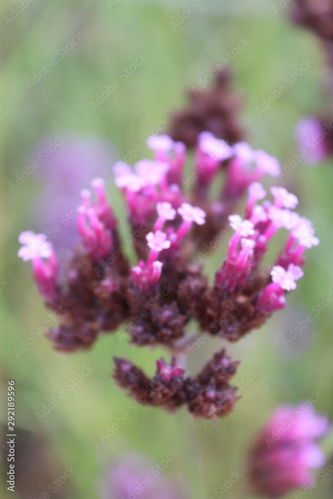 Obraz premium bee on flower