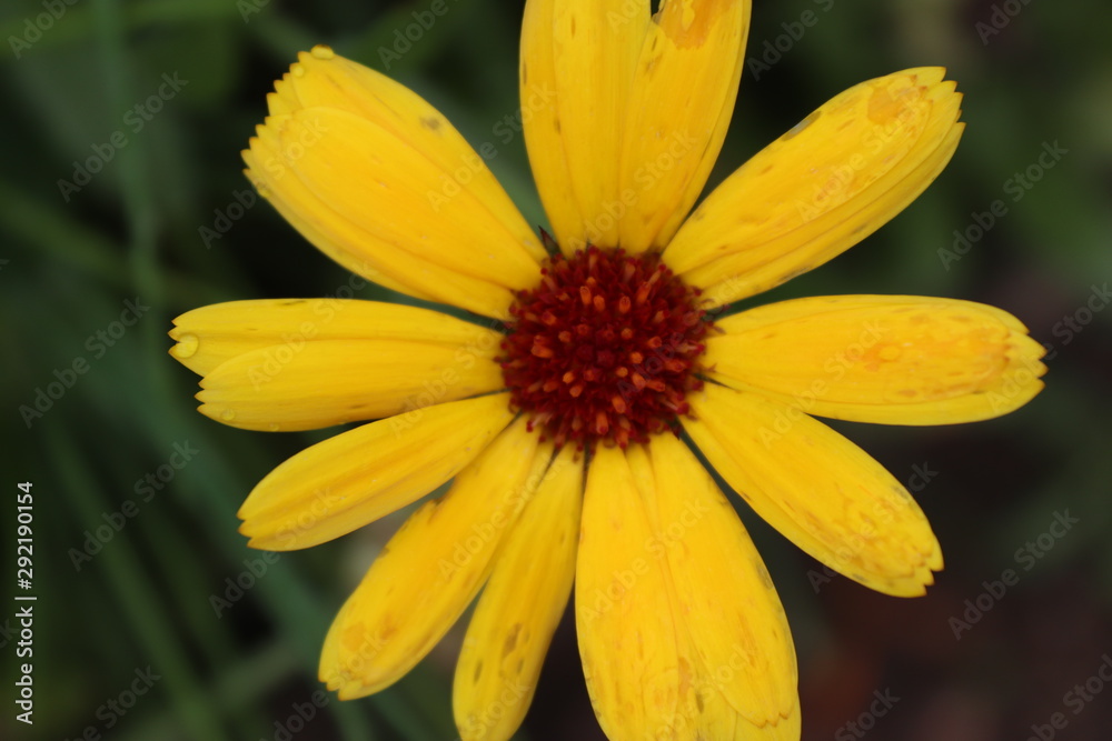 yellow flower with drops of water yellow flower with drops of water