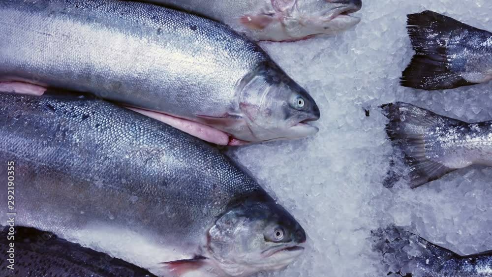 fish sea salmon lie on the ice in the store or in the kitchen of a restaurant fish sea salmon lie on the ice in the store or in the kitchen of a restaurant