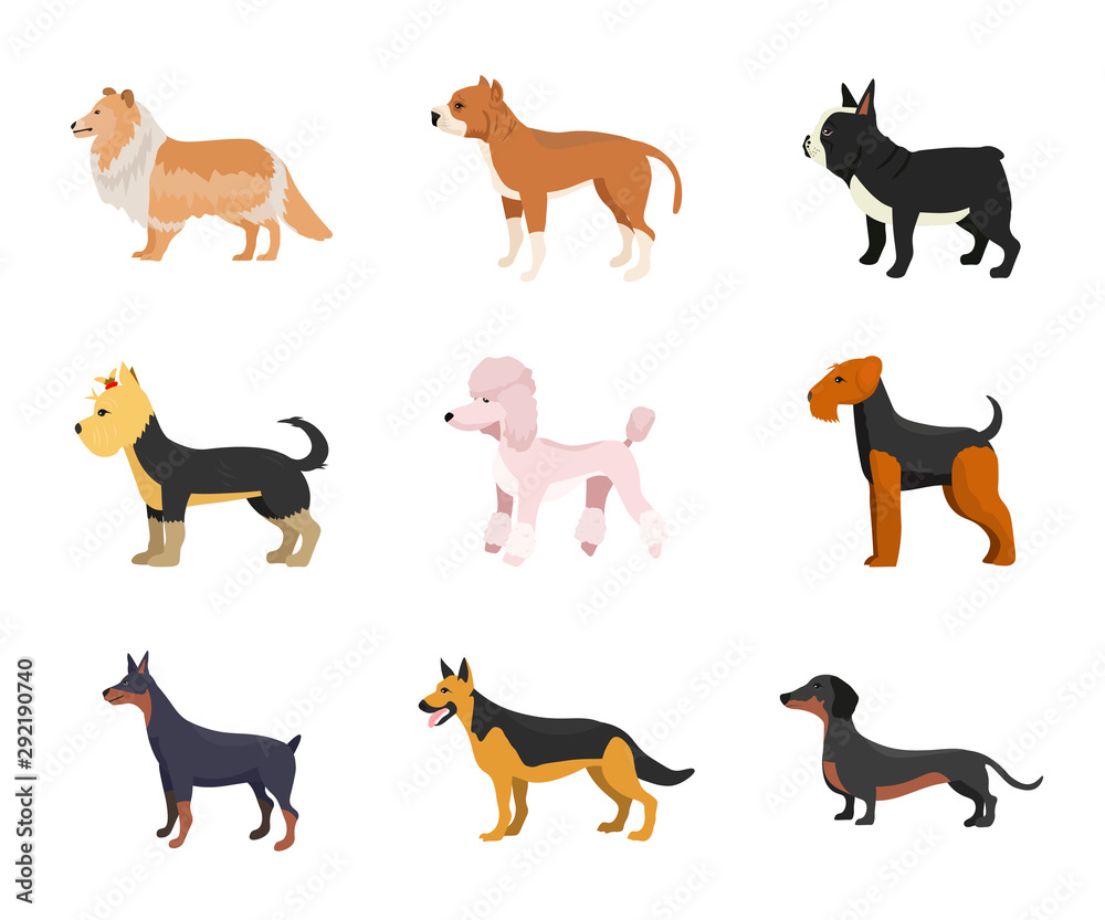 Different dog breeds flat vector illustrations set