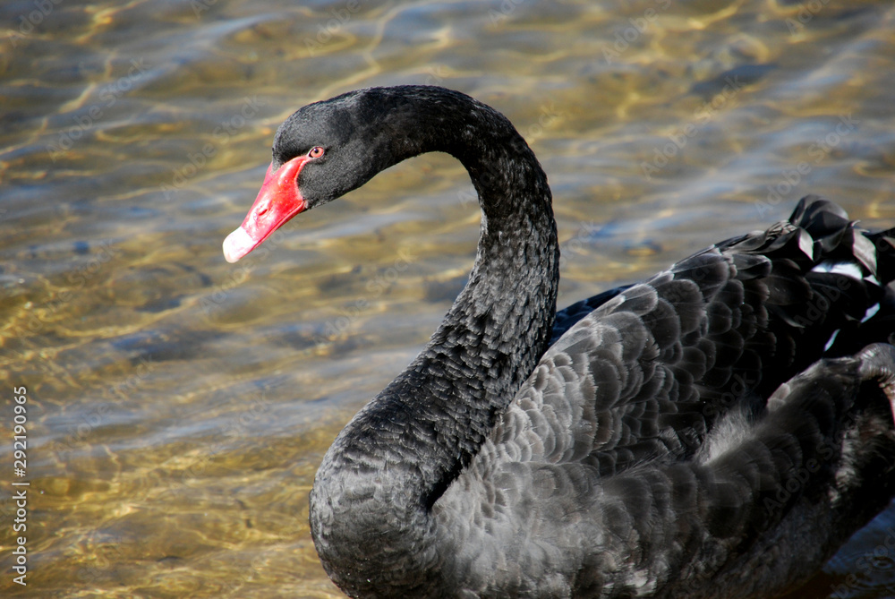 Fototapeta premium black swan