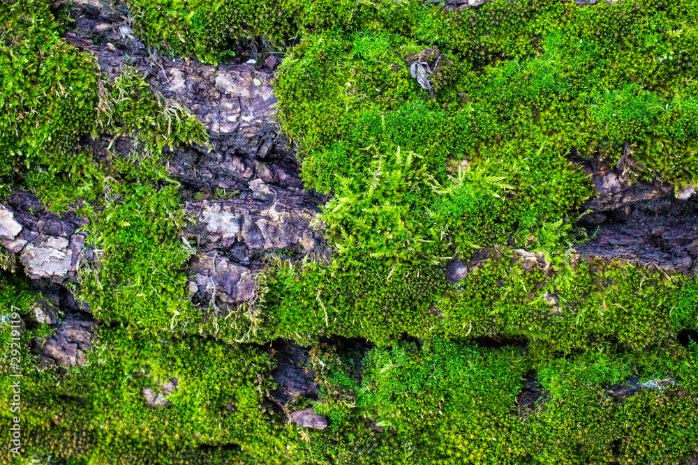shot of a forest with rocks quadcopter with summer time of the year shot of a forest with rocks quadcopter with summer time of the year