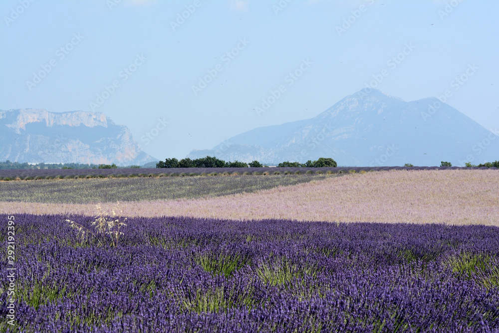 Fields of blooming  lavenders and clary sage in Valensole. Trees and mountains. Provence in France.