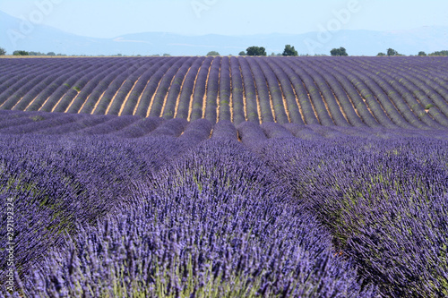 Fototapeta Naklejka Na Ścianę i Meble -  Close up of blooming lavenders in Valensole. Lines forming some rollers. A blue sky, blurred trees and mountains in the background. Provence in France.