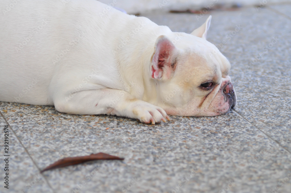white french bulldog , sleepy french bulldog white french bulldog , sleepy french bulldog