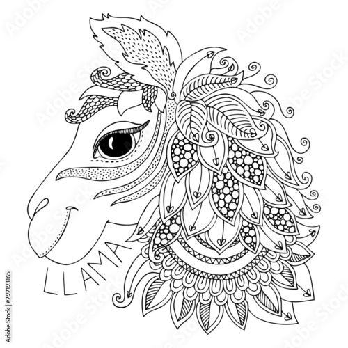 Hand drawn llama for adult coloring page. Vector illustration. May be used for print on t-shirt, wallpaper or poster.