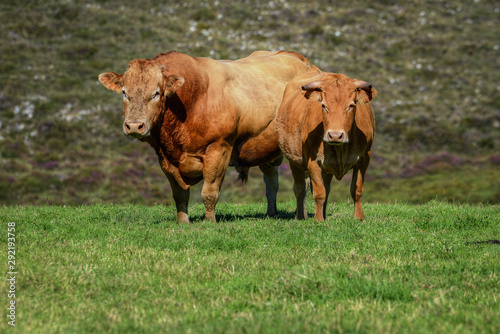 A Couple of Cow and Bull of the Rubia Galega breed