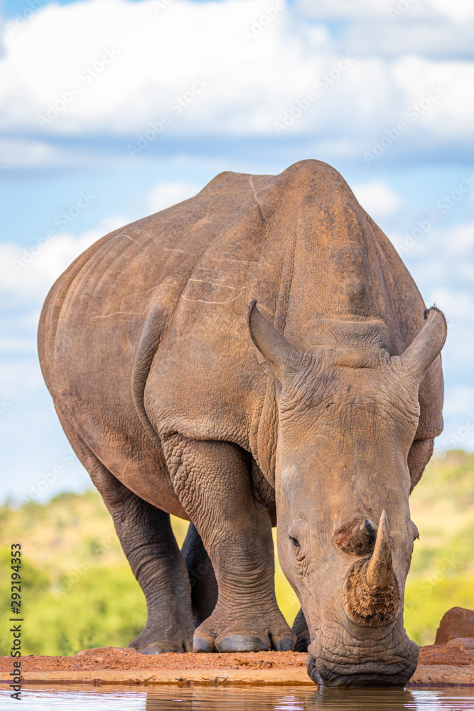 Fototapeta premium Portrait of a white rhinoceros (Ceratotherium simum) drinking water, Welgevonden Game Reserve, South Africa.
