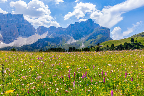 Beautiful flowering alpine meadow in the foreground and Italian Dolomites in the background. Italian Alps, Corvara in Badia.