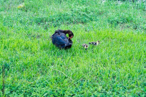 Mother duck and its kid, taken in Florida