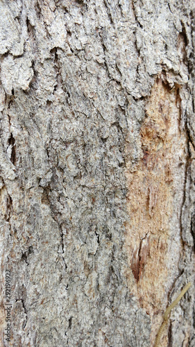 bark of a tree