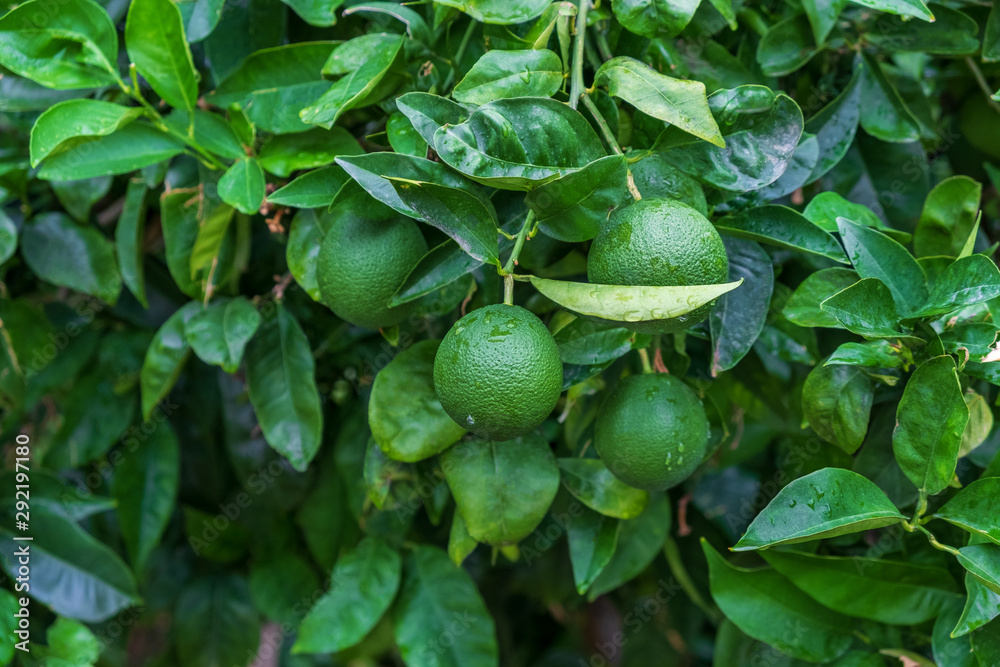 Fresh green lemons hanging on branch with green leaves. Green limes grow on tree in the garden daylight. Hybrid citrus fruit. Harvest