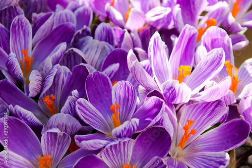 Floral background of crocus in full flower in spring.  Taken in Cardiff  South Wales  UK