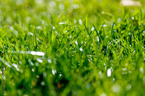 Close up macro shot of green grass texture