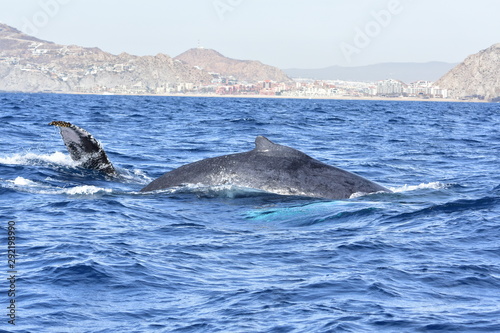 whale los cabos Mexico