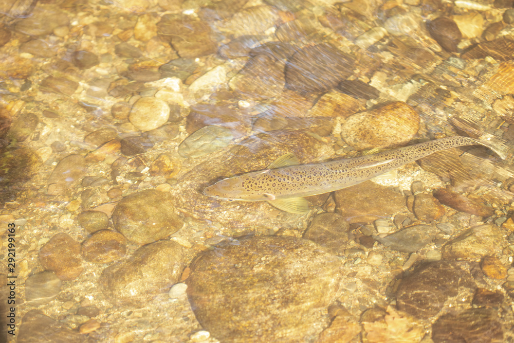 brown trout in river brown trout in river
