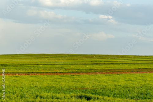 green field and blue sky