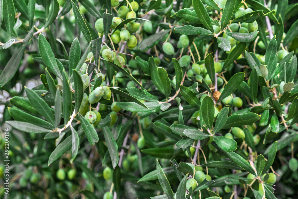 Detail of olive tree branch. Closeup of green olives fruits and leaves with selective focus and shallow depth of field, outdoors Detail of olive tree branch. Closeup of green olives fruits and leaves with selective focus and shallow depth of field, outdoors