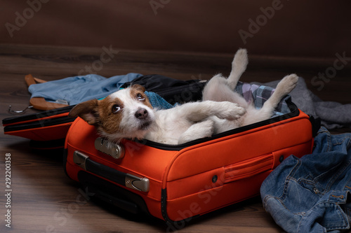Photography dog travel