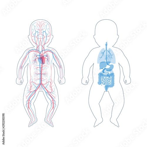  internal organs and circulatory system of baby