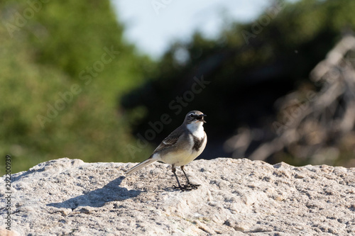 Cape Wagtail or Wells's Wagtail, Motacilla capensis, perched on rock singing, Stony Point Nature Reserve, Betty's Bay, South Africa