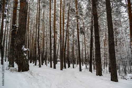 Pathway in snow covered pine forest with tall trees during winter day