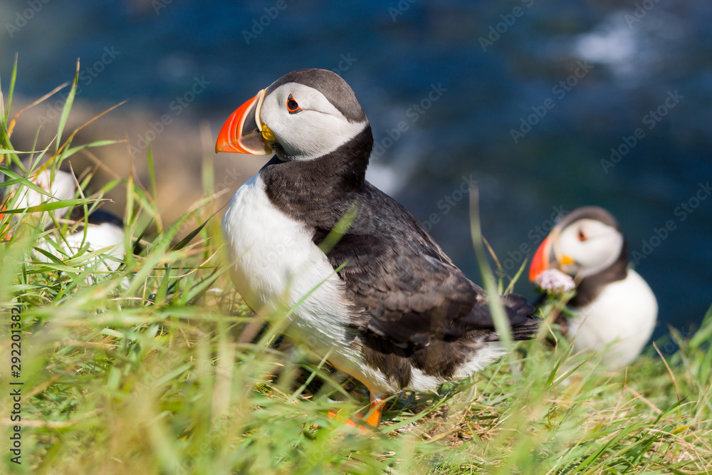 Puffins Puffins