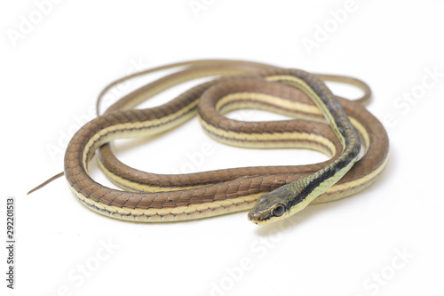 Painted bronzeback (Dendrelaphis pictus) isolated on white background photo