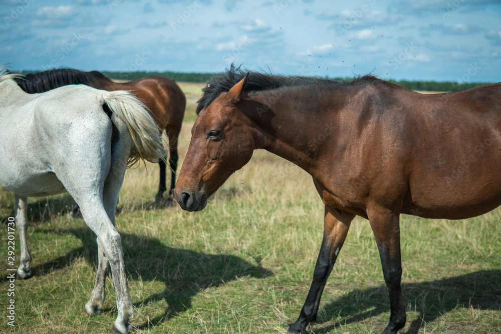 Beautiful Horses walking freely on a field. Österlen, Sweden in the summertime. 