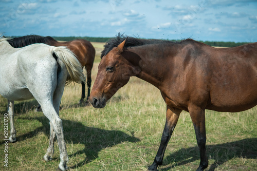 Beautiful Horses walking freely on a field.   sterlen  Sweden in the summertime. 