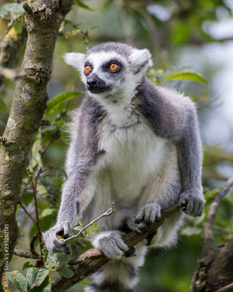 ring tailed lemur on branch of a tree ring tailed lemur on branch of a tree