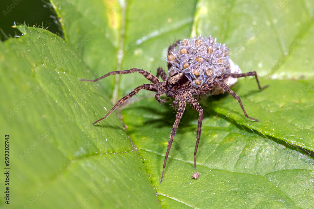 close up of spider with offspring on back close up of spider with offspring on back