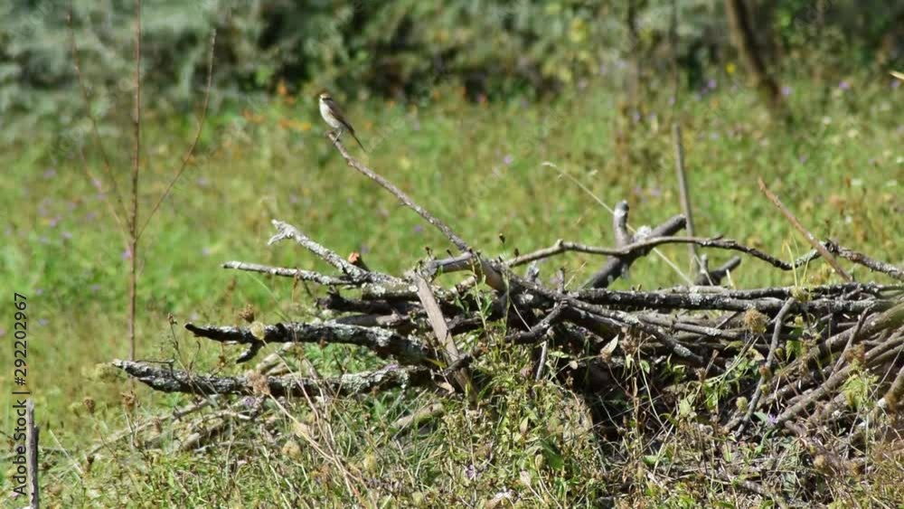 bird sitting on branches bird sitting on branches