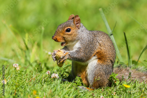 Close up of a Grey Squirrel (sciurus carolinensis) eating peanuts. Taken at Forest Farm Nature Reserve, Cardiff, Wales, UK