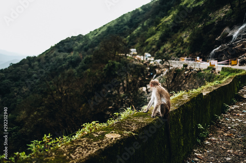 Monkey sitting on roadside ramp