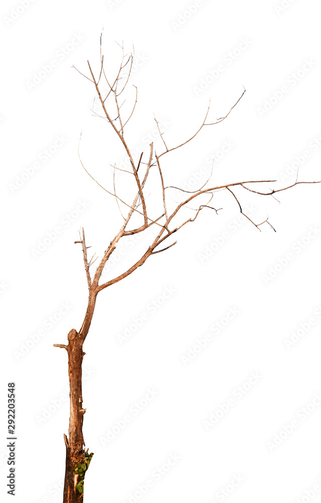 Fototapeta premium tree isolated on white background